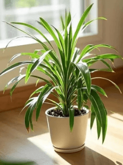 家里怎么快速除甲醛？聪明人这样做(图3)